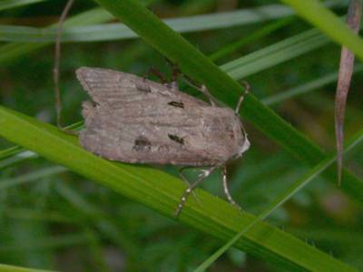  Agrotis exclamationis [Famille : Noctuidae]