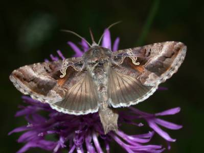 Autographa gamma [Famille : Noctuidae]