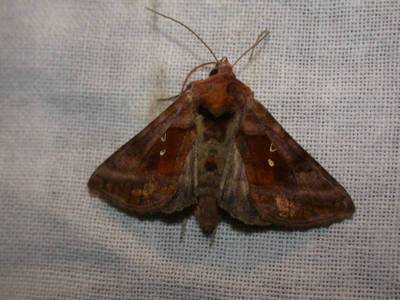 Autographa jota [Famille : Noctuidae]