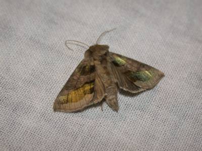 Diachrysia chrysitis [Famille : Noctuidae]