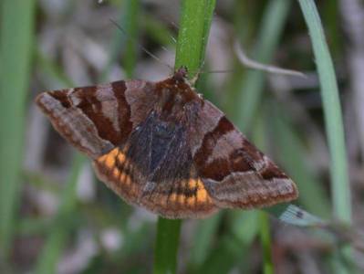 Euclidia glyphica [Famille : Noctuidae]