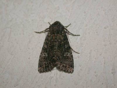  Mamestra brassicae [Famille : Noctuidae]