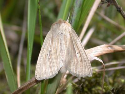 Mythimna pallens [Famille : Noctuidae]