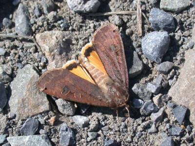 Noctua orbona [Famille : Noctuidae]