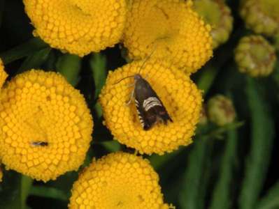 Grapholita compositella [Famille : Tortricidae]