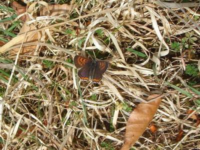 Lycaena helle [Famille : Lycaenidae]