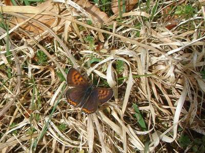 Lycaena helle [Famille : Lycaenidae]