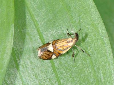 Alabonia geoffrella [Famille : Oecophoridae]