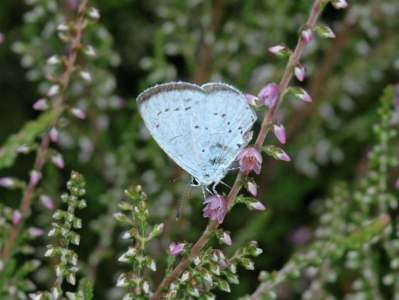 Celastrina argiolus [Famille : Lycaenidae]