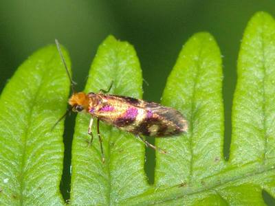 Micropterix tunbergella [Famille : Micropterigidae]