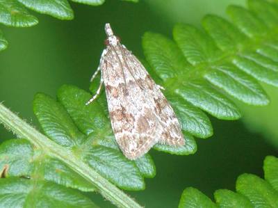 Scoparia pyralella [Famille : Pyralidae]