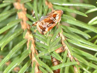 Archips oporana [Famille : Tortricidae]