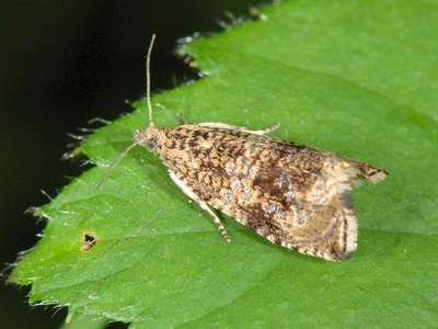 Celypha lacunana [Famille : Tortricidae]