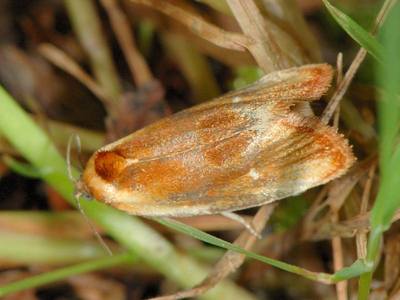 Eulia ministrana [Famille : Tortricidae]