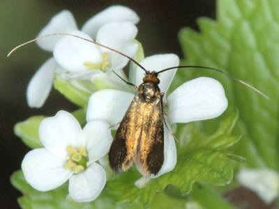 Cauchas rufimitrella [Famille : Adelidae]