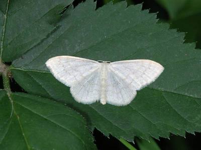 Scopula floslactata [Famille : Geometridae]