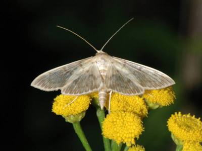 Pleuroptya ruralis [Famille : Pyralidae]