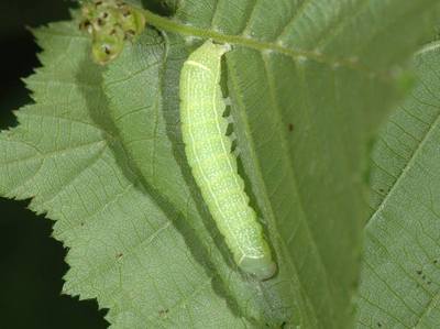 Orthosia cerasi [Famille : Noctuidae]