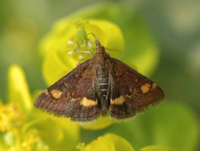 Pyrausta aurata [Famille : Pyralidae]