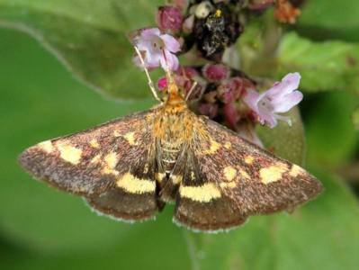 Pyrausta purpuralis [Famille : Pyralidae]