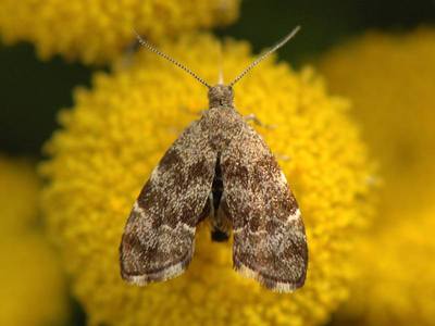 Anthophila fabriciana [Famille : Choreutidae]