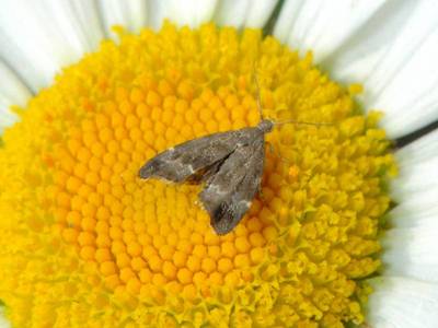 ravageur : Anthophila fabriciana