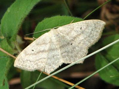 Scopula nigropunctata [Famille : Geometridae]