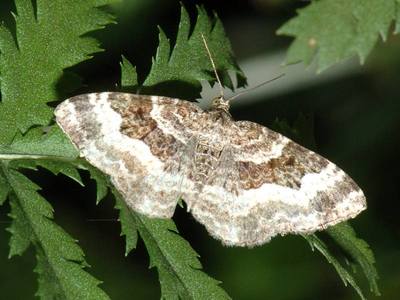 Epirrhoe rivata [Famille : Geometridae]