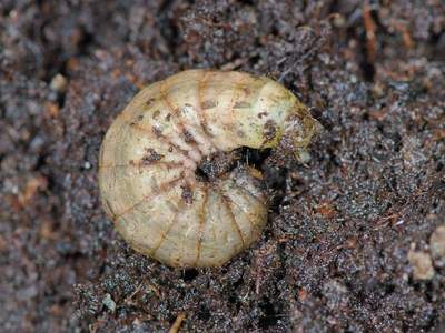 Noctua pronuba [Famille : Noctuidae]