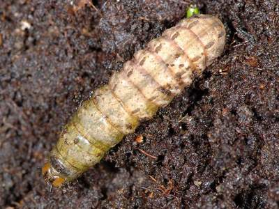 Noctua pronuba [Famille : Noctuidae]