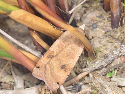 Noctua pronuba [Famille : Noctuidae]