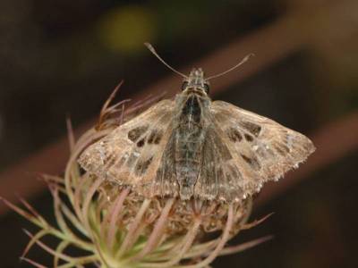 Carcharodus alceae [Famille : Hesperiidae]