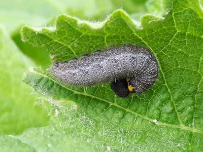 Carcharodus alceae [Famille : Hesperiidae]