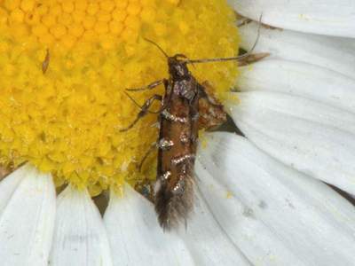 Pancalia leuwenhoekella [Famille : Cosmopterigidae]