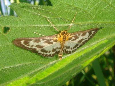Eurrhypara hortulata [Famille : Crambidae]