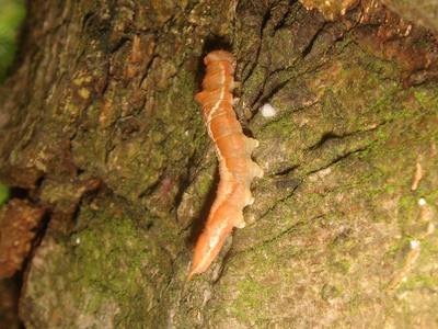 Watsonalla cultraria [Famille : Drepanidae]