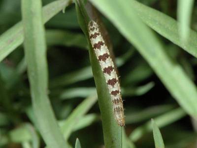 ravageur : Eupithecia linariata