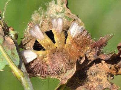 Calliteara pudibunda [Famille : Lymantriidae]