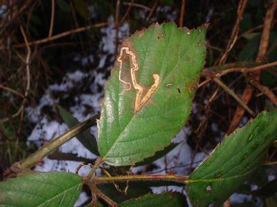 ravageur : Stigmella aurella