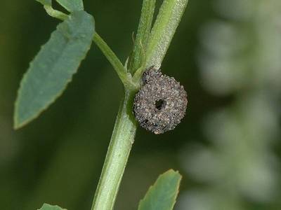 Apterona helicoidella [Famille : Psychinae]