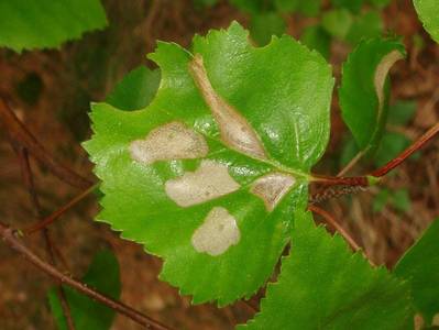 Coleophora serratella [Famille : Coleophoridae]