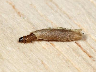 Coleophora serratella [Famille : Coleophoridae]