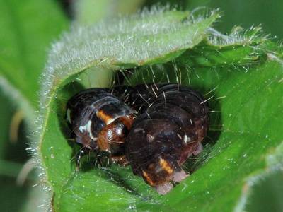 Eupsilia transversa [Famille : Noctuidae]