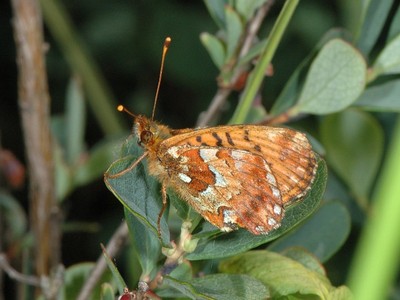 Boloria aquilonaris [Famille : Nymphalidae]