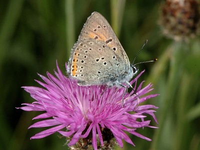 Lycaena hyppothoe [Famille : Lycaenidae]