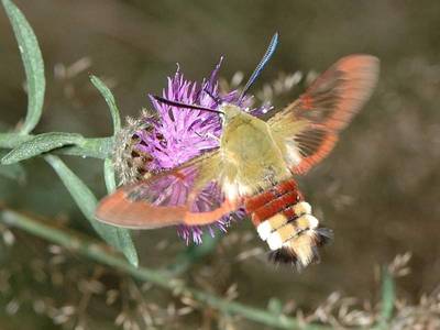 Hemaris fuciformis [Famille : Sphingidea]