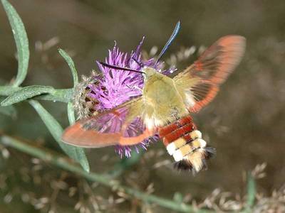 Hemaris fuciformis [Famille : Sphingidea]