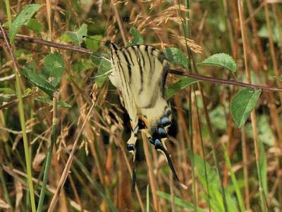  Iphiclides podalirius [Famille : Papilionidae]