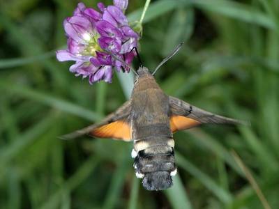 Macroglossum stellatarum [Famille : Sphingidea]