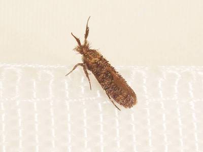 Ochsenheimeria taurella [Famille : Ypsolophidae]